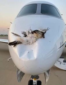 What’s New, Wildlife Strike Reporting?