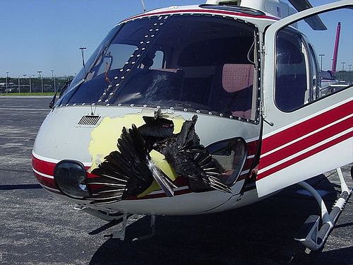FAA Introduces Voluntary Helo Bird Strike Safety Enhancements